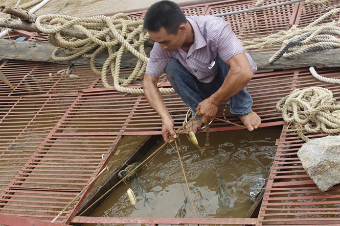 Hoạt động nuôi cá lồng vẫn mang tính tự phát.