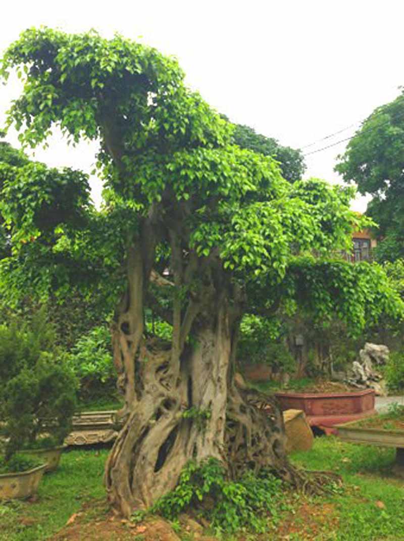 Cơ ngơi của đại gia này là khu vườn sinh thái nằm ngay trung tâm thành phố Vĩnh Yên, tỉnh Vĩnh Phúc. Ảnh: Vietnamnet. Cơ ngơi của đại gia này là khu vườn sinh thái nằm ngay trung tâm thành phố Vĩnh Yên, tỉnh Vĩnh Phúc. Ảnh: Vietnamnet.