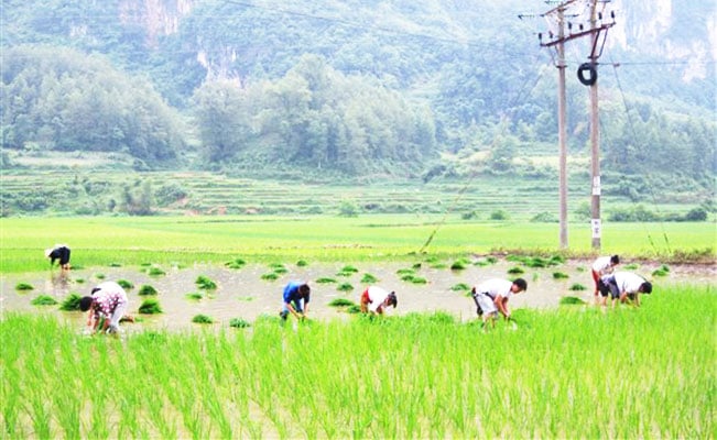 Tranh thủ thời tiết thuận lợi, nông dân gieo cấy đúng thời vụ. Tranh thủ thời tiết thuận lợi, nông dân gieo cấy đúng thời vụ.