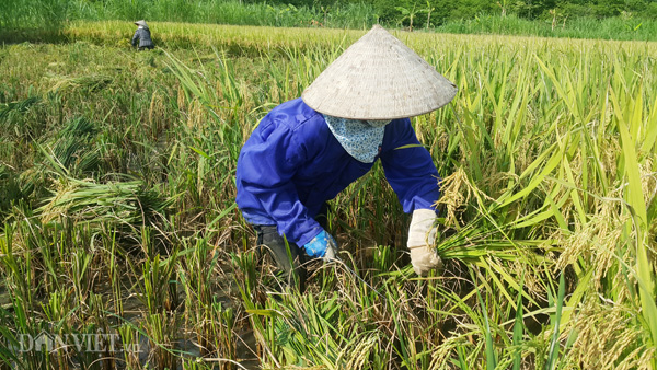 Để đối phó với nắng nóng, những nữ nông dân xã Đông Sơn, TP.Tam Điệp khi gặt lúa phải mặc các đồ bảo hộ kín mít người, ngoài nón, khăn không thể thiếu, họ còn trang bị găng tay để tránh nắng, người không hở tý nào. Để đối phó với nắng nóng, những nữ nông dân xã Đông Sơn, TP.Tam Điệp khi gặt lúa phải mặc các đồ bảo hộ kín mít người, ngoài nón, khăn không thể thiếu, họ còn trang bị găng tay để tránh nắng, người không hở tý nào.
