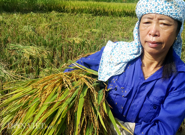 Trò chuyện với phóng viên, bà Phạm Thị Nguyệt, nông dân ở huyện Yên Mô (Ninh Bình) cho biết, vào những ngày này, để đỡ mất sức khi lao động dưới trời nắng nóng, bà con ở các xã của huyện Yên Mô phải đội mũ có vành lớn, dùng khăn mát quàng kín mặt và uống thật nhiều nước mới có thể cầm cự được trên các ruộng lúa. Trò chuyện với phóng viên, bà Phạm Thị Nguyệt, nông dân ở huyện Yên Mô (Ninh Bình) cho biết, vào những ngày này, để đỡ mất sức khi lao động dưới trời nắng nóng, bà con ở các xã của huyện Yên Mô phải đội mũ có vành lớn, dùng khăn mát quàng kín mặt và uống thật nhiều nước mới có thể cầm cự được trên các ruộng lúa.