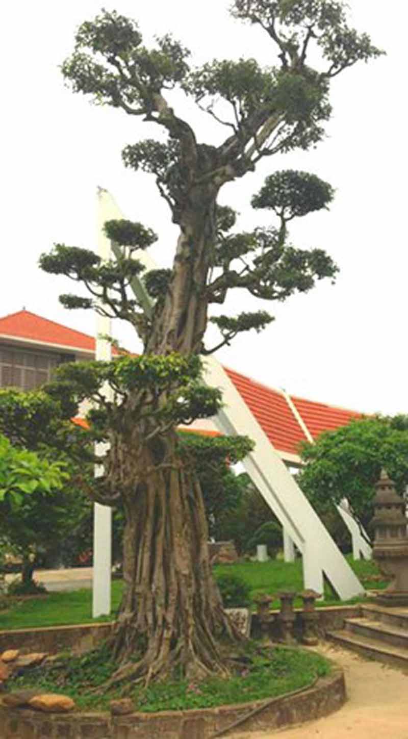 Khu vườn rộng 15ha với 5ha đất trồng và 10 ha mặt nước được ông thuê lại của thành phố. Ảnh: Vietnamnet. Khu vườn rộng 15ha với 5ha đất trồng và 10 ha mặt nước được ông thuê lại của thành phố. Ảnh: Vietnamnet.