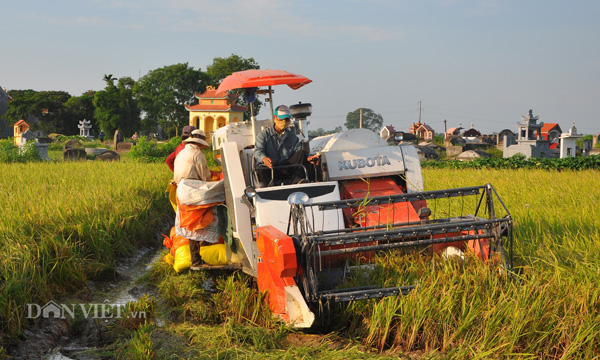 Vào những ngày này, dù nhiệt độ được dự báo 40-41 độ C, nhưng trên cánh đồng ở các huyện của tỉnh Ninh Bình, những chiếc máy gặt luôn được vận hành hết công suất để thu hoạch lúa cho nông dân. Vào những ngày này, dù nhiệt độ được dự báo 40-41 độ C, nhưng trên cánh đồng ở các huyện của tỉnh Ninh Bình, những chiếc máy gặt luôn được vận hành hết công suất để thu hoạch lúa cho nông dân.