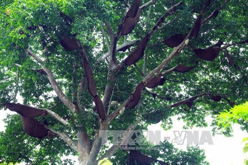 Gần như toàn bộ các cành cây đều được ong làm tổ. Ảnh: Phan Tuấn Anh/TTXVN Gần như toàn bộ các cành cây đều được ong làm tổ. Ảnh: Phan Tuấn Anh/TTXVN