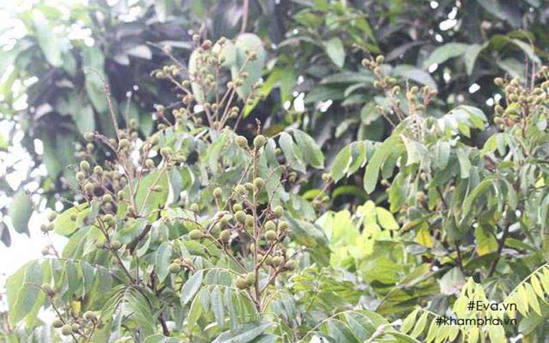 Giang “còi” chia sẻ, anh trồng giống nhãn muộn vào năm 2008 - năm đại lụt. Trung bình mỗi năm giống nhãn này cho thu hoạch 5 tấn. Giang “còi” chia sẻ, anh trồng giống nhãn muộn vào năm 2008 - năm đại lụt. Trung bình mỗi năm giống nhãn này cho thu hoạch 5 tấn.