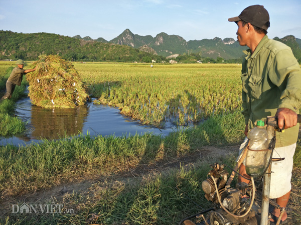 Vào những ngày này, anh Hồng, một thợ tời (một loại máy thô sơ có gắn động cơ nhỏ và có dây thép dài dùng để kéo lúa) ở xã Đông Sơn, TP.Tam Điệp luôn phải làm việc hết công suất để giúp đỡ các nông dân ở địa phương thu hoạch lúa. Vào những ngày này, anh Hồng, một thợ tời (một loại máy thô sơ có gắn động cơ nhỏ và có dây thép dài dùng để kéo lúa) ở xã Đông Sơn, TP.Tam Điệp luôn phải làm việc hết công suất để giúp đỡ các nông dân ở địa phương thu hoạch lúa.