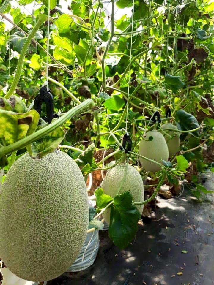 Khu trồng dưa lưới ăn đứt dưa ngoài chợ Khu trồng dưa lưới ăn đứt dưa ngoài chợ