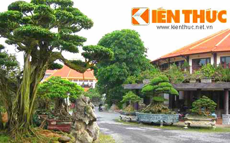 Khu vườn 5.000 đại thụ cổ quái của đại gia Phiến “cá” .Giới chơi cây cảnh trong cả nước ai cũng đều biết đến đại gia Phiến “cá” ở Việt Trì, Phú Thọ - tên đầy đủ là Nguyễn Văn Phiến, sinh năm 1956, quê gốc Thái Bình với khu vườn 5.000 đại thụ cổ quái Khu vườn 5.000 đại thụ cổ quái của đại gia Phiến “cá” .Giới chơi cây cảnh trong cả nước ai cũng đều biết đến đại gia Phiến “cá” ở Việt Trì, Phú Thọ - tên đầy đủ là Nguyễn Văn Phiến, sinh năm 1956, quê gốc Thái Bình với khu vườn 5.000 đại thụ cổ quái