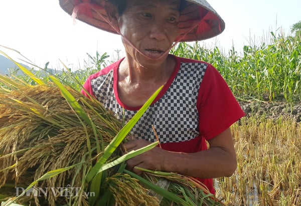 Ông Phạm Lý Lộc, nông dân ở xã Yên Đồng, huyện Yên Mô (Ninh Bình)- dù đã khá cao tuổi nhưng ông vẫn phải ra đồng gặt lúa, ông tỏ ra mệt mỏi khi gặt lúa dưới thời tiết nắng nóng. “Để tránh nắng, chúng tôi đã phải đi từ sớm đêm khoảng 4 giờ sáng và phải bố trí kết thúc công việc vào 9 giờ sáng” –ông Lộc chia sẻ. Ông Phạm Lý Lộc, nông dân ở xã Yên Đồng, huyện Yên Mô (Ninh Bình)- dù đã khá cao tuổi nhưng ông vẫn phải ra đồng gặt lúa, ông tỏ ra mệt mỏi khi gặt lúa dưới thời tiết nắng nóng. “Để tránh nắng, chúng tôi đã phải đi từ sớm đêm khoảng 4 giờ sáng và phải bố trí kết thúc công việc vào 9 giờ sáng” –ông Lộc chia sẻ.