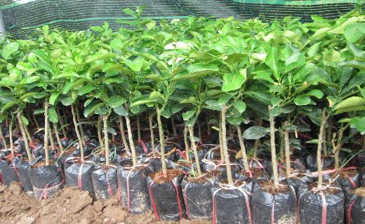Chọn giống bưởi Diễn chuẩn là khâu quan trọng trong kỹ thuật trồng cây bưởi Diễn. Chọn giống bưởi Diễn chuẩn là khâu quan trọng trong kỹ thuật trồng cây bưởi Diễn.