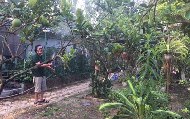 Vườn lá lốt xanh tươi mơn mởn. Vườn lá lốt xanh tươi mơn mởn.