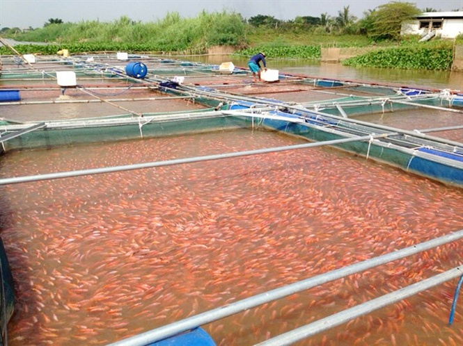 Nuôi cá điêu hồng CNC trong lồng bè. Nuôi cá điêu hồng CNC trong lồng bè.