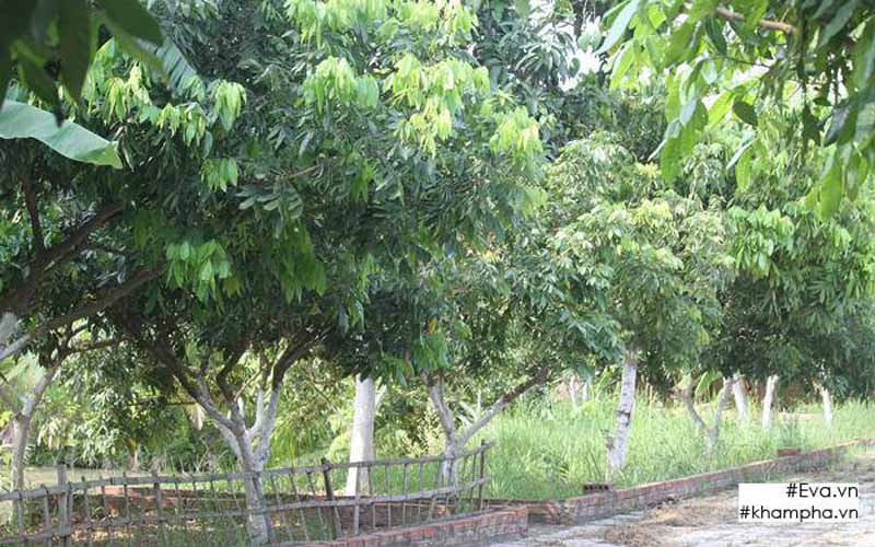Anh trồng hàng trăm cây nhãn trong vườn. Anh trồng hàng trăm cây nhãn trong vườn.