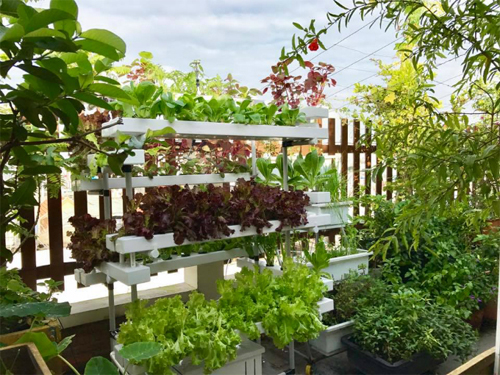 Dù trồng cây ăn trái xen lẫn rau trồng trong thùng, nhưng rất ngăn nắp và không bị thiếu nắng. Dù trồng cây ăn trái xen lẫn rau trồng trong thùng, nhưng rất ngăn nắp và không bị thiếu nắng.