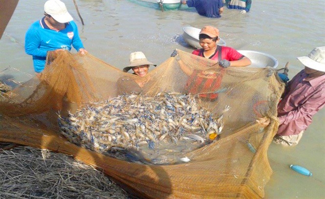 Thu hoạch tôm càng xanh toàn đực. Thu hoạch tôm càng xanh toàn đực.