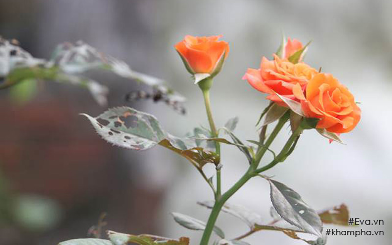 Xoài sai trĩu cây cùng với những bông hoa khoe sắc trong khu vườn nhà anh. Xoài sai trĩu cây cùng với những bông hoa khoe sắc trong khu vườn nhà anh.