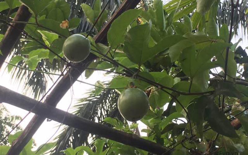Dàn chanh leo nhà anh cũng đã ra quả. Dàn chanh leo nhà anh cũng đã ra quả.