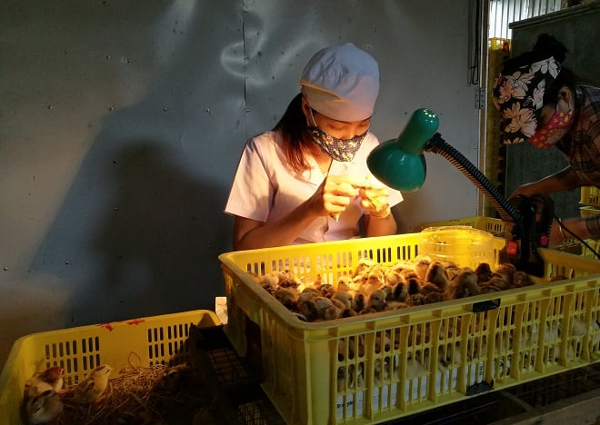 Chị Nguyễn Thị Dung (xã Đức Giang, huyện Hoài Đức, Hà Nội) nổi tiếng với khả năng xem lỗ huyệt (hậu môn) để phân loại gà trống, gà mái. Chị Nguyễn Thị Dung (xã Đức Giang, huyện Hoài Đức, Hà Nội) nổi tiếng với khả năng xem lỗ huyệt (hậu môn) để phân loại gà trống, gà mái.