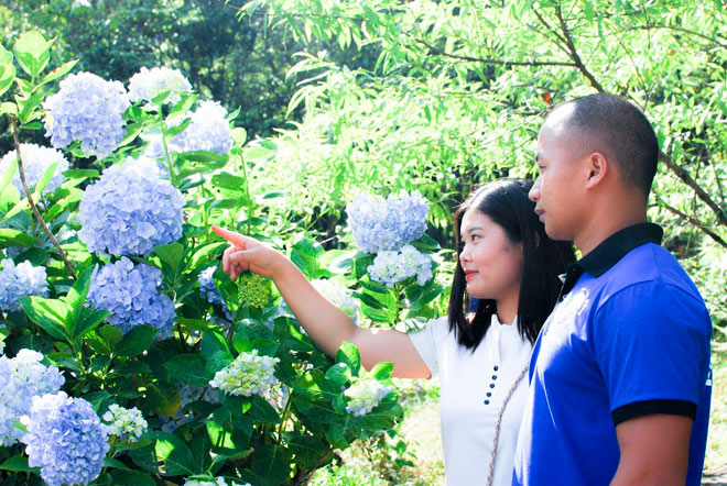 Để vào tham quan và chụp ảnh ở vườn hoa cẩm tú cầu bạn chỉ mất 10.000 nghìn đồng. Ảnh: Phượt bụi Cao Bằng. Để vào tham quan và chụp ảnh ở vườn hoa cẩm tú cầu bạn chỉ mất 10.000 nghìn đồng. Ảnh: Phượt bụi Cao Bằng.