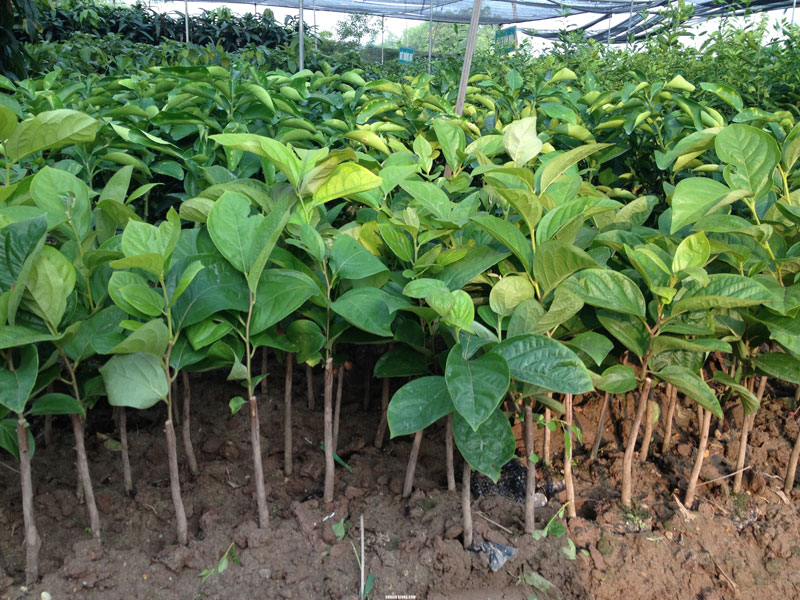 Cây hồng giống. Ảnh minh họa. Cây hồng giống. Ảnh minh họa.