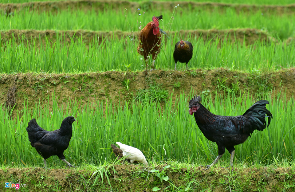 Huyện vùng cao Mù Cang Chải (Yên Bái) rất nổi tiếng với đặc sản quý hiếm là giống gà xương đen của dân tộc Mông. Huyện vùng cao Mù Cang Chải (Yên Bái) rất nổi tiếng với đặc sản quý hiếm là giống gà xương đen của dân tộc Mông.