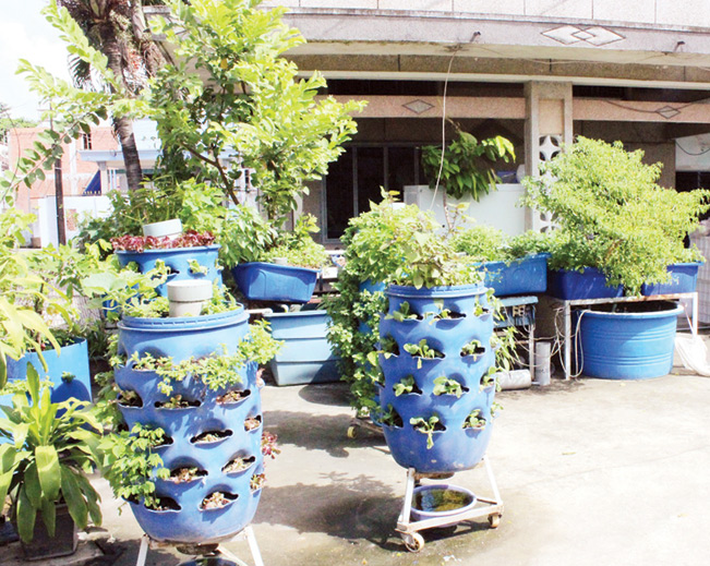 Chi phí cho mỗi thùng phuy rau xanh như thế này chỉ khoảng 1,5 – 2 triệu đồng.