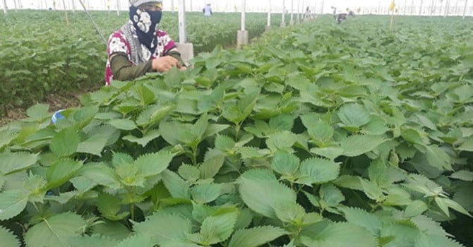 Tía tô xanh được phun thuốc tiệt trùng.