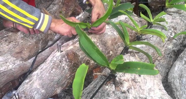 Để cây hoa lan bám chặt vào thân gỗ và tạo rễ thì phải đảm bảo đúng các bước kỹ thuật trồng cơ bản. Ảnh minh họa Để cây hoa lan bám chặt vào thân gỗ và tạo rễ thì phải đảm bảo đúng các bước kỹ thuật trồng cơ bản. Ảnh minh họa