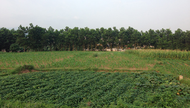 Đồng bãi quê nhà, nơi lưu giữ những ký ức tuổi thơ (ảnh: Hạ Nguyên) Đồng bãi quê nhà, nơi lưu giữ những ký ức tuổi thơ (ảnh: Hạ Nguyên)