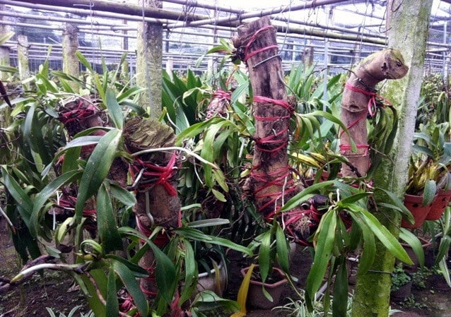 Kỹ thuật trồng hoa lan ghép gốc cây tưởng khó phát triển nhưng lại cho ra hoa rất đẹp. Ảnh minh họa Kỹ thuật trồng hoa lan ghép gốc cây tưởng khó phát triển nhưng lại cho ra hoa rất đẹp. Ảnh minh họa