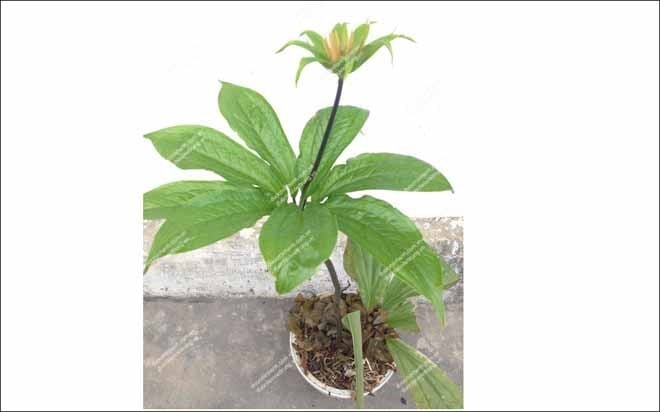 Loài thảo dược bảy lá một hoa (hay còn gọi là thất diệp nhất chi hoa, độc cước liên, chi hoa đầu, thất tử liên, đăng đài thất...) là loại cây cỏ nhỏ, có hình dạng rất đặc biệt, sống lâu năm, thân rễ ngắn (dài khoảng 5 - 15cm), nhiều đốt. Loài thảo dược bảy lá một hoa (hay còn gọi là thất diệp nhất chi hoa, độc cước liên, chi hoa đầu, thất tử liên, đăng đài thất...) là loại cây cỏ nhỏ, có hình dạng rất đặc biệt, sống lâu năm, thân rễ ngắn (dài khoảng 5 - 15cm), nhiều đốt.