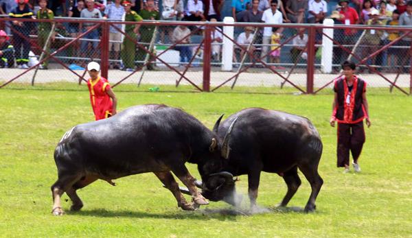 Một kháp đấu trong mùa chọi trâu Đồ Sơn. Ảnh: TL Một kháp đấu trong mùa chọi trâu Đồ Sơn. Ảnh: TL