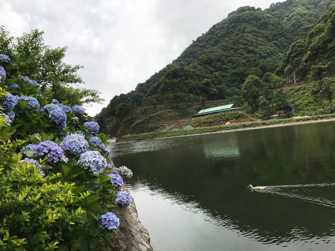 Cẩm tú cầu nơi đây phần lớn đều do người dân bản địa trồng, hoa nở ven sườn đồi, hai bên lối đi rất đẹp. Ảnh: Miss Tuyết Cẩm tú cầu nơi đây phần lớn đều do người dân bản địa trồng, hoa nở ven sườn đồi, hai bên lối đi rất đẹp. Ảnh: Miss Tuyết