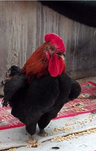Sáng hôm sau, bà Thành ra thăm con gà và đã hốt hoảng không nói nên lời khi thấy con gà kiên quyết dùng mỏ để tự mổ bỏ các ngón chân trái của mình. Dường như nó biết nếu giữ lại bàn chân trái, tỉ lệ đi lại thăng bằng được sẽ rất khó. Trên mặt đất lúc đó loang lổ vết máu do con gà trống tự hủy đi bàn chân còn lại của mình. (Nguồn Sina) Sáng hôm sau, bà Thành ra thăm con gà và đã hốt hoảng không nói nên lời khi thấy con gà kiên quyết dùng mỏ để tự mổ bỏ các ngón chân trái của mình. Dường như nó biết nếu giữ lại bàn chân trái, tỉ lệ đi lại thăng bằng được sẽ rất khó. Trên mặt đất lúc đó loang lổ vết máu do con gà trống tự hủy đi bàn chân còn lại của mình. (Nguồn Sina)