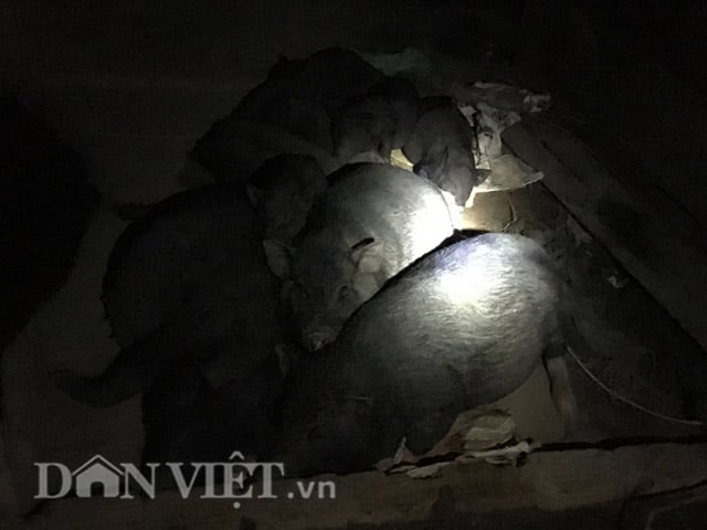 Đến chiều tối heo đi hoang mới trở về để ngủ. Đến chiều tối heo đi hoang mới trở về để ngủ.
