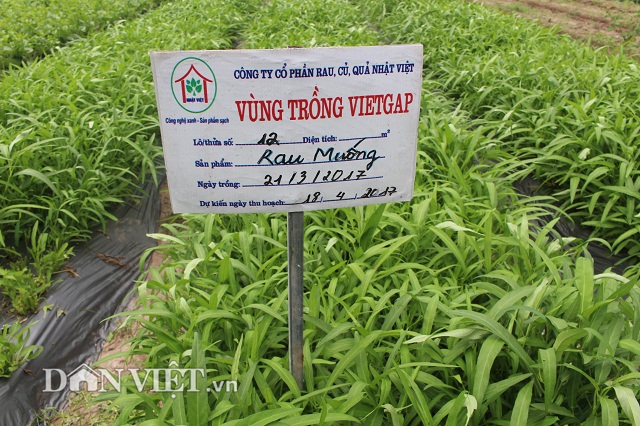 Hiện, Công ty trồng rau sạch theo VietGAP, sản xuất 22 loại rau, củ, quả đạt tiêu chuẩn chất lượng và được cấp giấy chứng nhận VietGAP. Hiện, Công ty trồng rau sạch theo VietGAP, sản xuất 22 loại rau, củ, quả đạt tiêu chuẩn chất lượng và được cấp giấy chứng nhận VietGAP.
