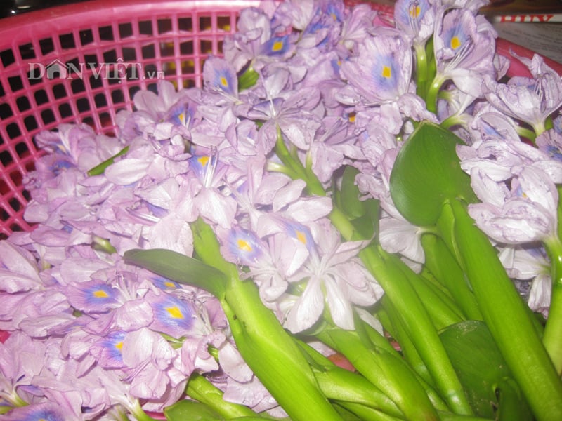 Hoa và thân lục bình còn được dùng làm món rau ngon trong bữa cơm gia đình. Hoa và thân lục bình còn được dùng làm món rau ngon trong bữa cơm gia đình.