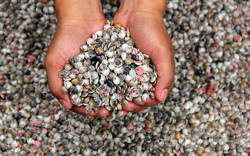 Con ốc ruốc còn gọi là ốc chép, có nhiều ở vùng biển miền Trung nước ta từ tháng 3 đến tháng 7 dương lịch hằng năm. (Nguồn Miquang) Con ốc ruốc còn gọi là ốc chép, có nhiều ở vùng biển miền Trung nước ta từ tháng 3 đến tháng 7 dương lịch hằng năm. (Nguồn Miquang)