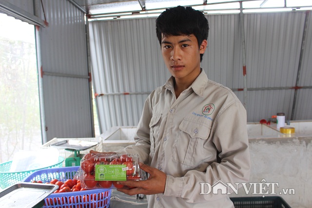 Sau khi thu hái, sản phẩm được sơ chế, đóng gói, gắn nhãn mác, tem xuất xứ hàng hóa. Sau khi thu hái, sản phẩm được sơ chế, đóng gói, gắn nhãn mác, tem xuất xứ hàng hóa.