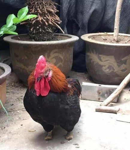 Con gà trống cụt chân này không phải sinh ra đã bị cụt bẩm sinh. Theo bà Thành - chủ sở hữu của con gà, khoảng một tháng trước, bởi trời nóng bức, bà dự định chuyển chỗ ở cho mấy con gà đang nuôi. Trong lúc nhấc lên, không may gà trống mắc chân phải vào lồng tre, đứt hết các ngón. (Nguồn Sina) Con gà trống cụt chân này không phải sinh ra đã bị cụt bẩm sinh. Theo bà Thành - chủ sở hữu của con gà, khoảng một tháng trước, bởi trời nóng bức, bà dự định chuyển chỗ ở cho mấy con gà đang nuôi. Trong lúc nhấc lên, không may gà trống mắc chân phải vào lồng tre, đứt hết các ngón. (Nguồn Sina)