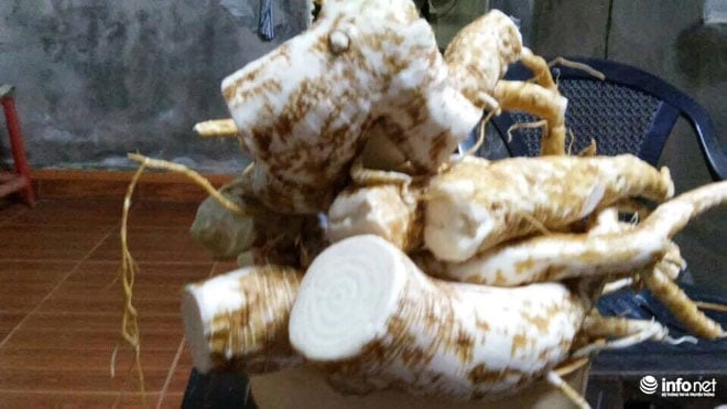 Củ thương lục giống hệt nhân sâm nên dễ nhầm.