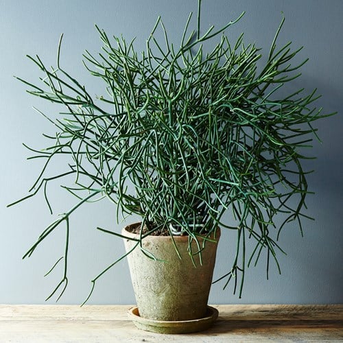 Cây xương khô có tên khoa học là Euphorbia tirucalli. (Nguồn Bestie) Cây xương khô có tên khoa học là Euphorbia tirucalli. (Nguồn Bestie)