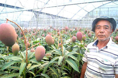 Ông Higa bên cạnh cây xoài đặc biệt trong khu vườn có mái che. (Ảnh: Okinawa Times) Ông Higa bên cạnh cây xoài đặc biệt trong khu vườn có mái che. (Ảnh: Okinawa Times)