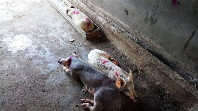 Số heo còn lại trong chuồng vẫn có nhiều con mắc bệnh với biểu hiện vùng da bên ngoài tím tái, bỏ ăn. Số heo còn lại trong chuồng vẫn có nhiều con mắc bệnh với biểu hiện vùng da bên ngoài tím tái, bỏ ăn.