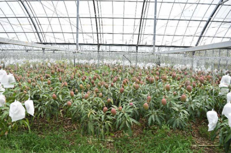 Các quả xoài phải buộc dây treo lên tránh gãy cành. (Ảnh: Okinawa Times) Các quả xoài phải buộc dây treo lên tránh gãy cành. (Ảnh: Okinawa Times)