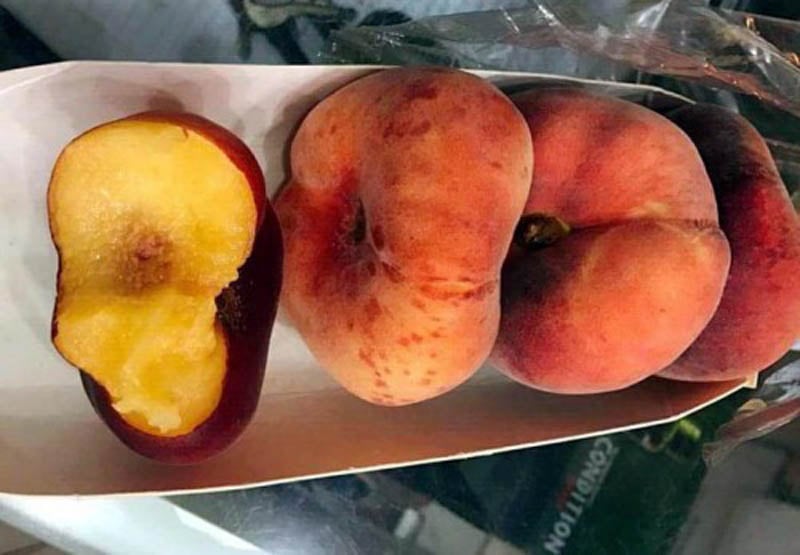 Đào dẹt Flatto Gold có thịt vàng, ruột mềm, không giòn, có mùi thơm và hương vị ngọt đặc biệt. (Ảnh: Báo Dân Việt). Đào dẹt Flatto Gold có thịt vàng, ruột mềm, không giòn, có mùi thơm và hương vị ngọt đặc biệt. (Ảnh: Báo Dân Việt).