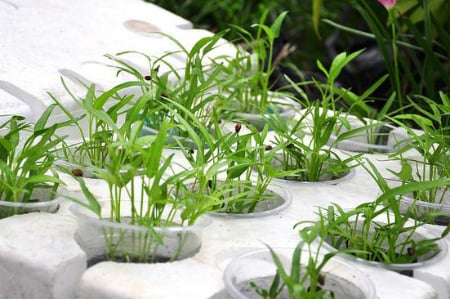 Rau muống có thể trồng trong thùng xốp bằng cây hoặc gieo hạt. Rau muống có thể trồng trong thùng xốp bằng cây hoặc gieo hạt.