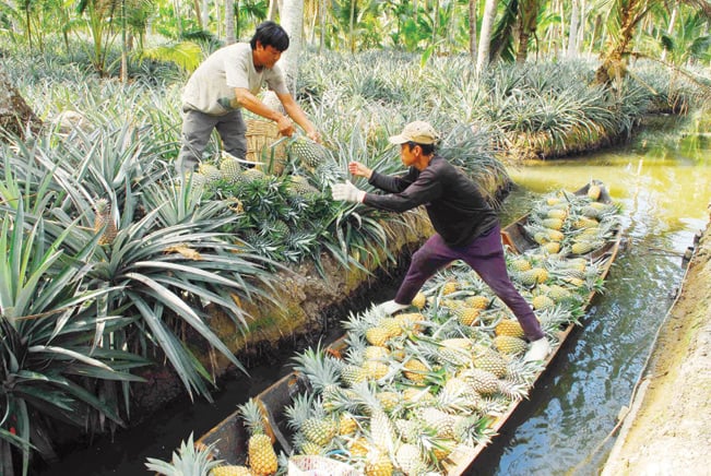 Năm 2013, dứa Tắc Cậu được cấp chứng nhận thương hiệu tập thể. Nhờ vậy mà thương hiệu dứa Tắc Cậu không chỉ nổi tiếng ở miền Tây mà còn được người tiêu dùng trong cả nước biết đến. Năm 2013, dứa Tắc Cậu được cấp chứng nhận thương hiệu tập thể. Nhờ vậy mà thương hiệu dứa Tắc Cậu không chỉ nổi tiếng ở miền Tây mà còn được người tiêu dùng trong cả nước biết đến.
