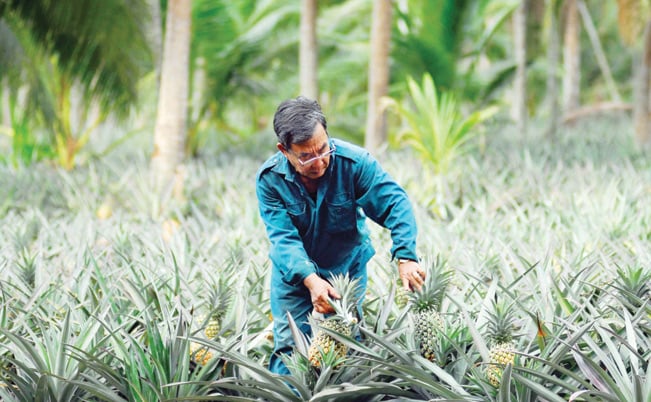 Có những hộ dân gắn bó với cây dứa đã 70 năm. Có những hộ dân gắn bó với cây dứa đã 70 năm.