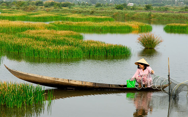 Cỏ năn bộp là loại cỏ năn ngọt mọc hoang trên khắp các cánh đồng ngập mặn của tỉnh Bạc Liêu. (Nguồn Loca) Cỏ năn bộp là loại cỏ năn ngọt mọc hoang trên khắp các cánh đồng ngập mặn của tỉnh Bạc Liêu. (Nguồn Loca)
